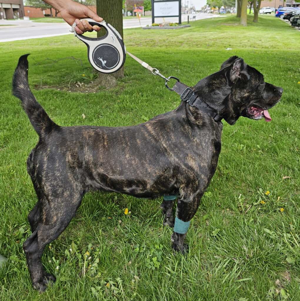 Presa Canario dog on a leash, showcasing a muscular build and brindle coat, standing in grass with a protective bandage on its leg, embodying athleticism and strength.