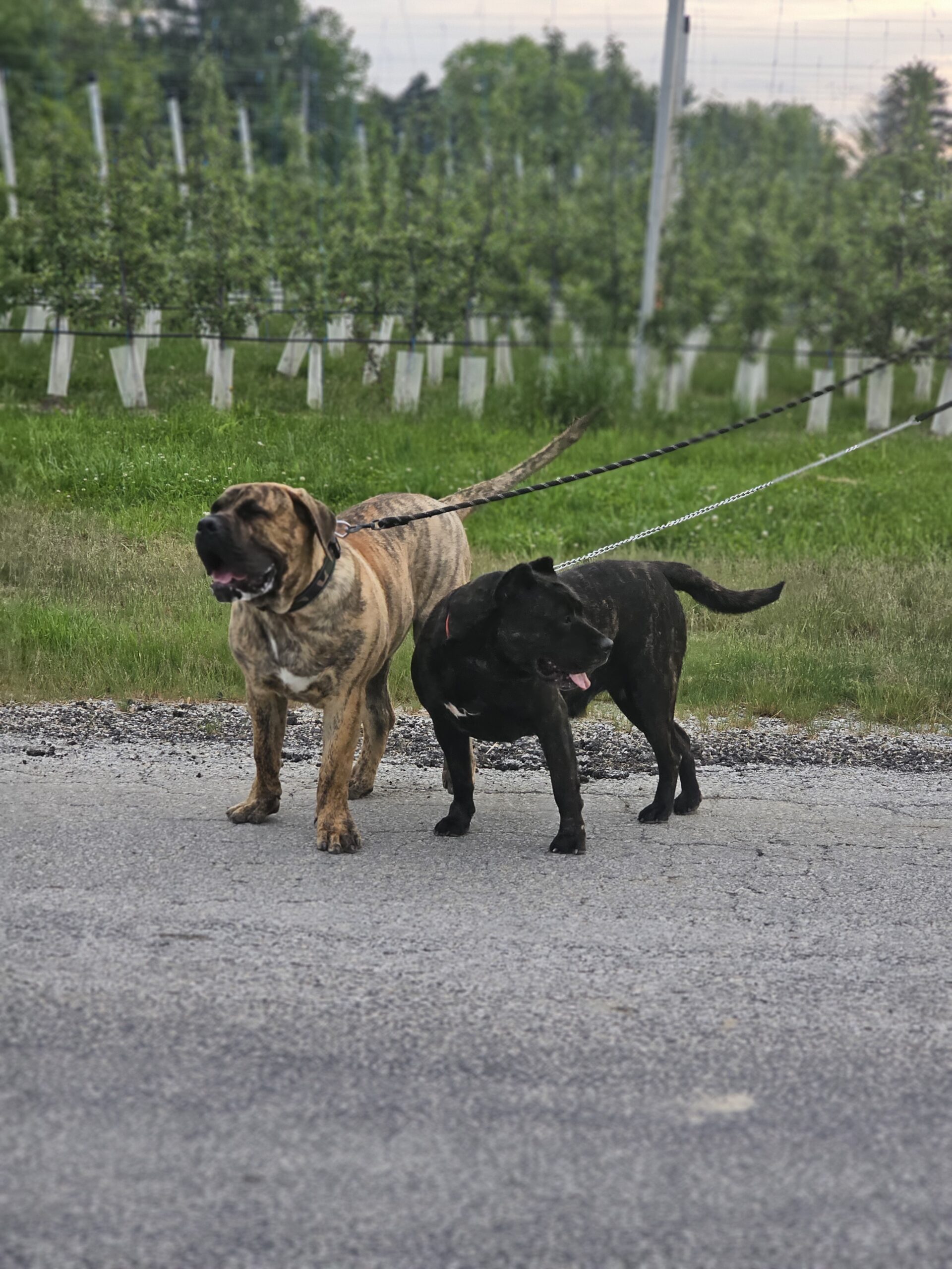 Presa Canario dogs walking on a gravel road, showcasing their impressive lineage and temperament in a natural setting.