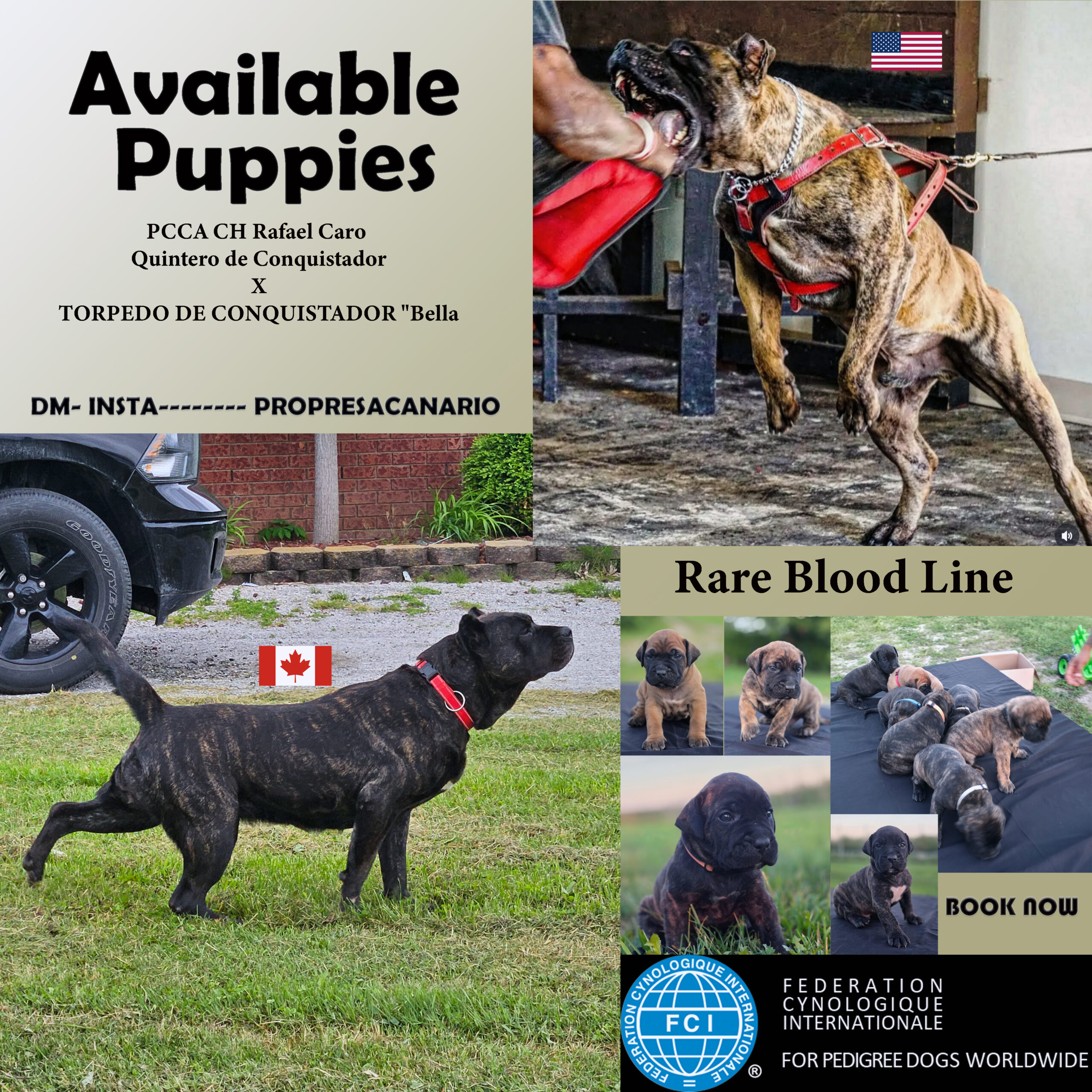 Presa Canario puppies from champion bloodlines, showcasing a brindle adult dog in a harness, playful puppy images, and promotional text about available puppies and rare bloodlines.