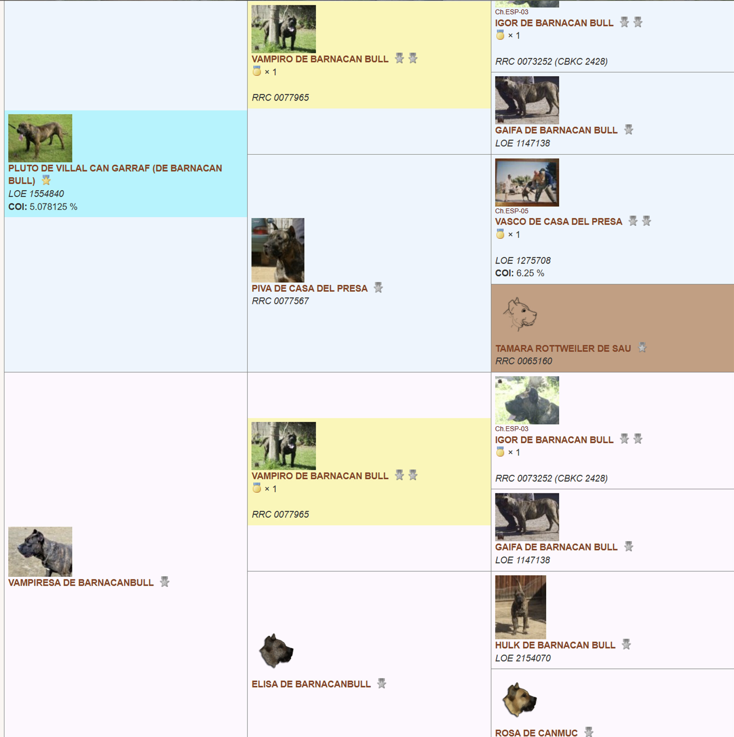 Presa Canario pedigree chart featuring Vampiresa de Barnacanbull, highlighting lineage and champion ancestors.