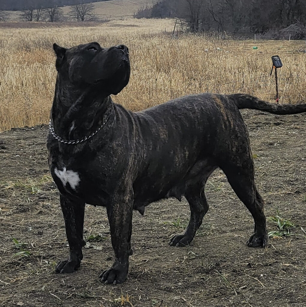 Dark brindle Presa Canario dog standing proudly in a grassy field, showcasing strong build, feminine head structure, and distinctive white chest marking.
