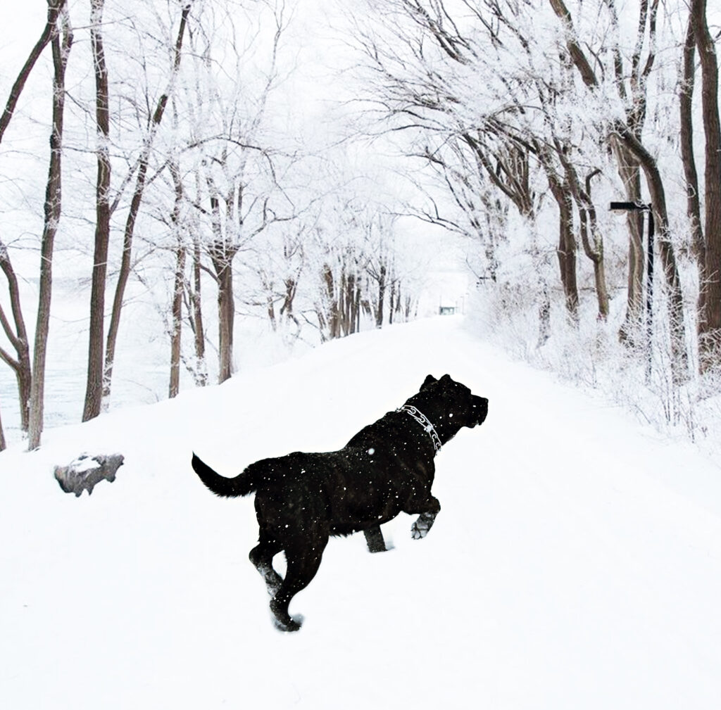 Presa Canario dog running in snowy landscape, showcasing strength and vitality amidst winter scenery.
