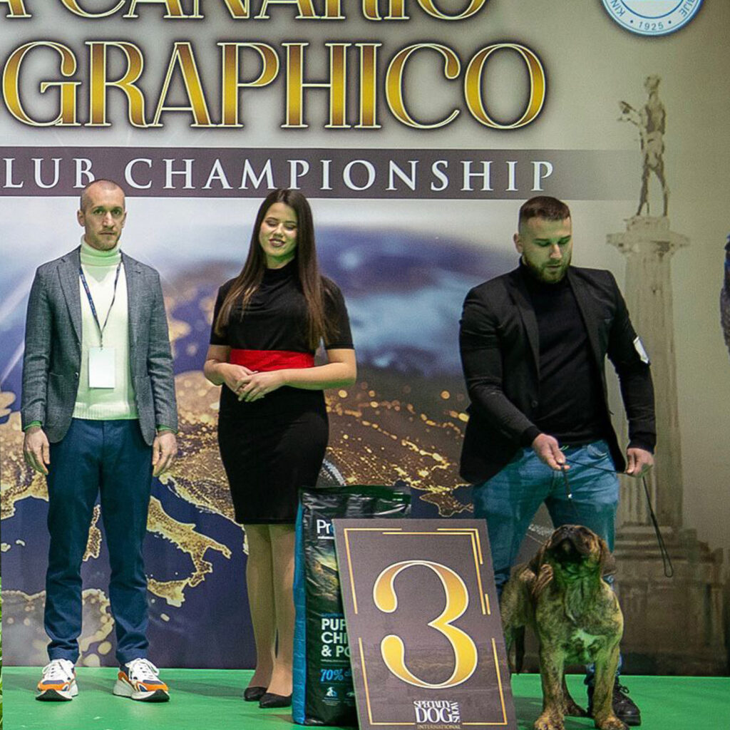 Presa Canario dog on stage at championship event with handlers and award sign, showcasing breeding excellence and competition success.