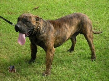 Presa Canario dog standing on grass, showcasing a muscular build and brindle coat, with a prominent tongue displayed, representing the breed's athleticism and protective nature.