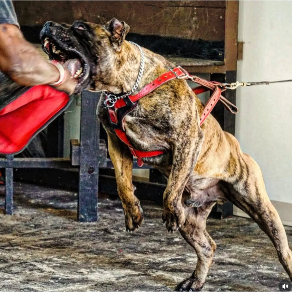 Presa Canario dog in training, wearing a red harness, engaging with a training sleeve, showcasing strength and agility.