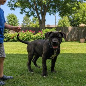Playful Perro de Presa Canario puppy interacting with a child in a vibrant backyard setting, showcasing the breed's friendly nature and suitability for families.