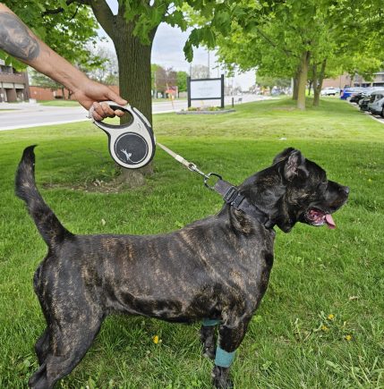 Presa Canario dog on a leash in a grassy area, showcasing strong build and distinctive brindle coat, reflecting the breed's qualities emphasized by Pro Presa Canario's commitment to health and lineage.