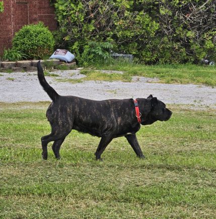 Presa Canario dog walking in a grassy area, showcasing its muscular build and distinctive brindle coat, representing the breed's strong lineage and characteristics emphasized by Pro Presa Canario.
