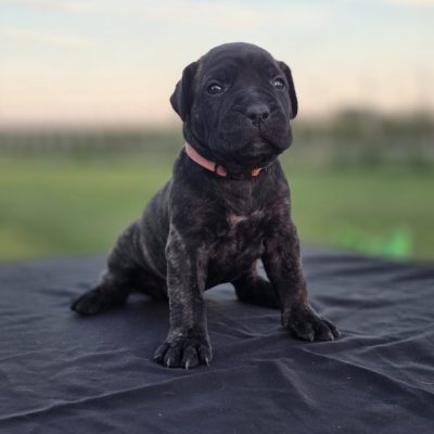 Presa Canario puppy sitting on a black surface, showcasing its rare bloodline, with a pink collar, in a natural outdoor setting.