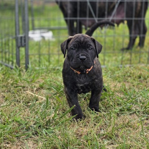 Presa Canario puppy with brindle coat exploring grassy area, showcasing playful personality and healthy appearance, with a background hinting at other dogs.
