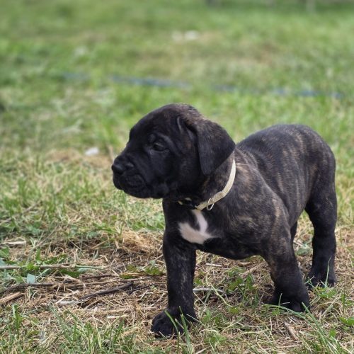 Brindle Presa Canario puppy standing on grass, showcasing a gentle demeanor and playful spirit, relevant to the available puppies from Pro Presa Canario.