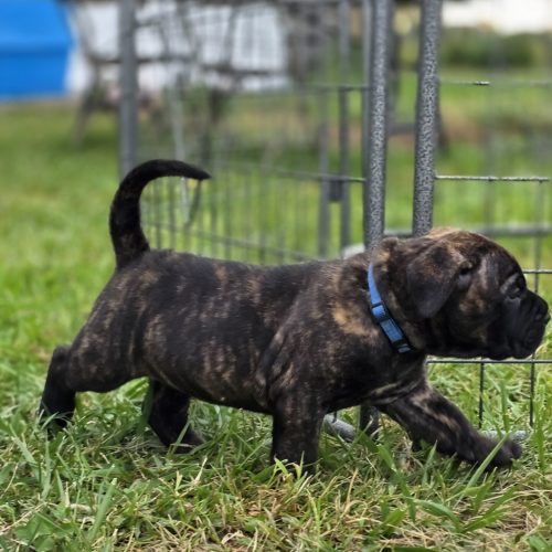 Presa Canario puppy exploring outdoors with a blue collar, showcasing a brindle coat and playful demeanor in a grassy environment.
