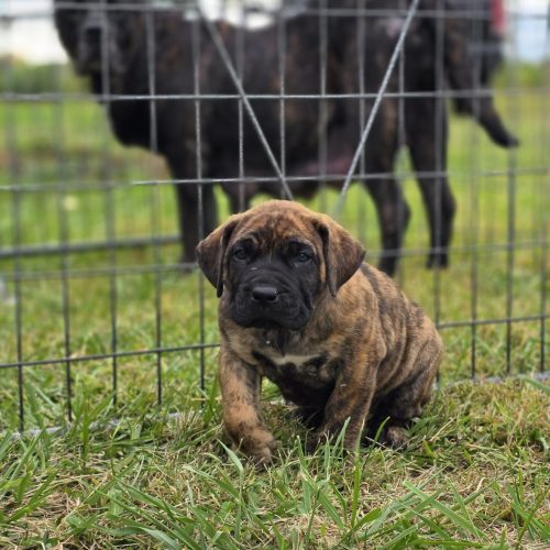 Brindle Presa Canario puppy sitting in grass, with adult Presa Canario in background, showcasing the breed's playful and confident nature.