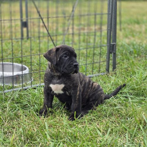 Presa Canario puppy sitting in grass near a kennel, showcasing brindle coat and white chest marking, representing well-socialized and healthy companions from champion bloodlines.