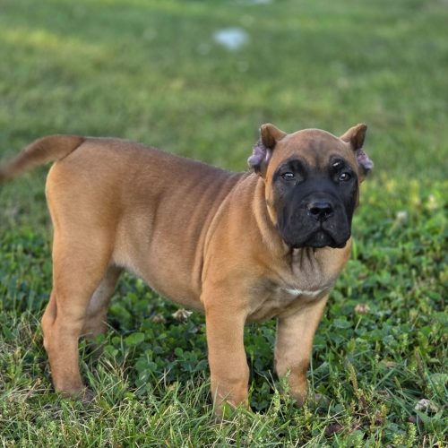 Presa Canario puppy standing in grassy field, showcasing muscular build and distinctive coat, representing champion bloodline qualities.