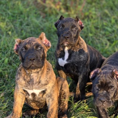 Three Presa Canario puppies sitting on grass, showcasing distinctive brindle and solid black coats, representing rare bloodlines from Pro Presa Canario.