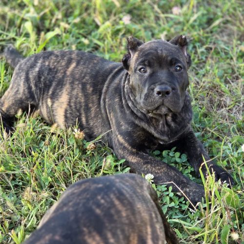 Presa Canario puppy lounging in grass, showcasing brindle coat and calm demeanor, representing Pro Presa Canario's champion bloodline.