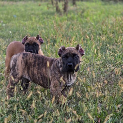 Two Presa Canario puppies in a grassy field, one brindle and one fawn, showcasing their playful demeanor and healthy appearance, representing champion bloodlines.